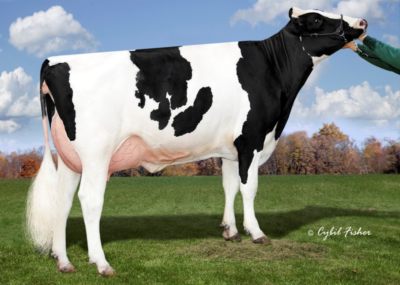 3rd DAM: AOT MONT HASEVERTYTHING EX-4YR