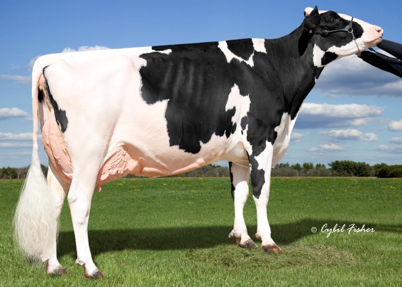 2nd DAM: KINGS-RANSOM MG CLEAVAGE EX-95 7*