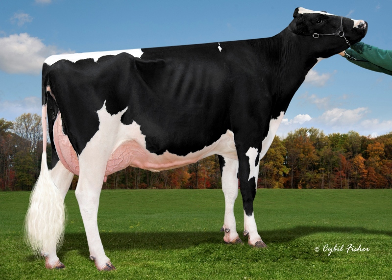 3rd DAM: COOKIECUTTER DTA HABITAN EX-5YR 