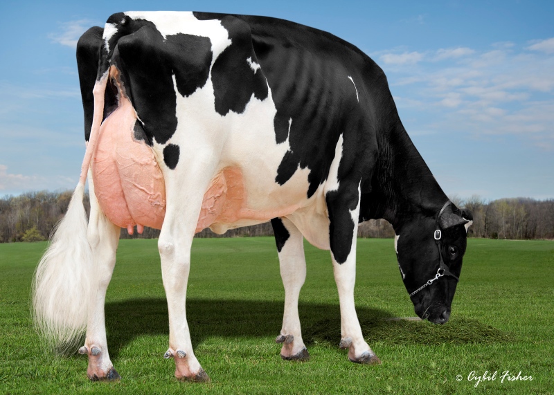 2nd DAM: KINGS-RANSOM DELTA DESTINY EX-92-4YR