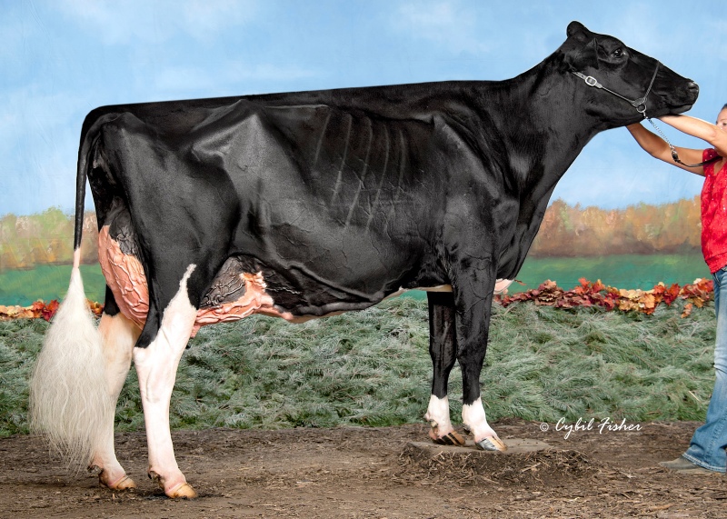2nd DAM: UNIQUE DEMPSEY CHEERS EX-95 5*