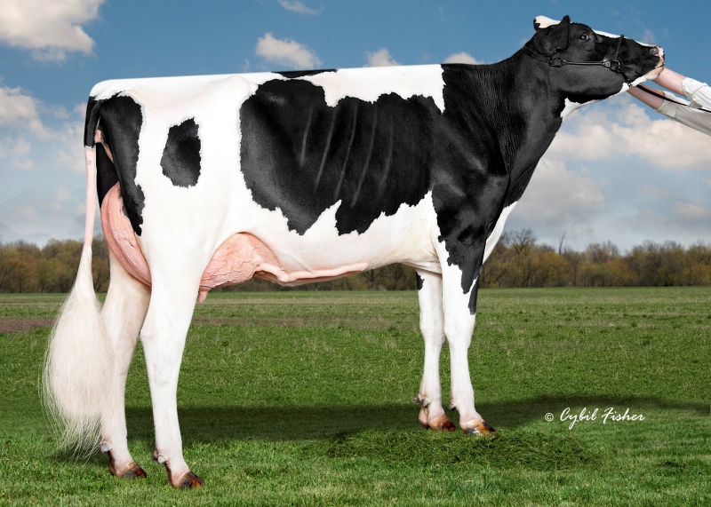 DAM: KINGS-RANSOM KD CARNIVAL EX-92-4YR