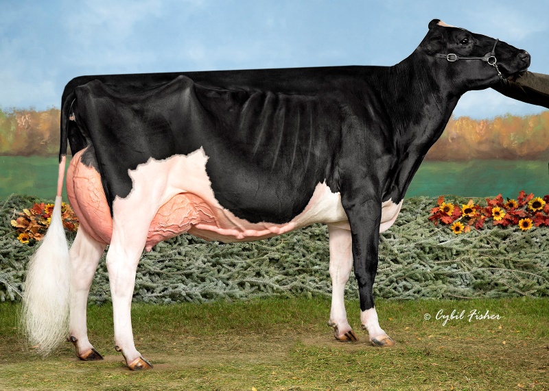 2nd DAM: S-S-I DOC HAVE NOT 8784 EX-96-5YR
