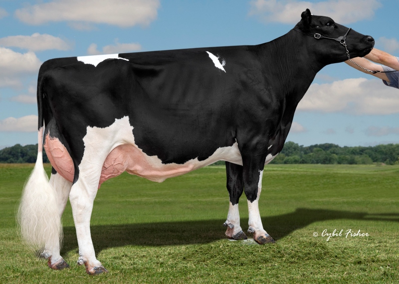 DAM: KINGS-RANSOM LGCY DAKOTA EX-90-3YR