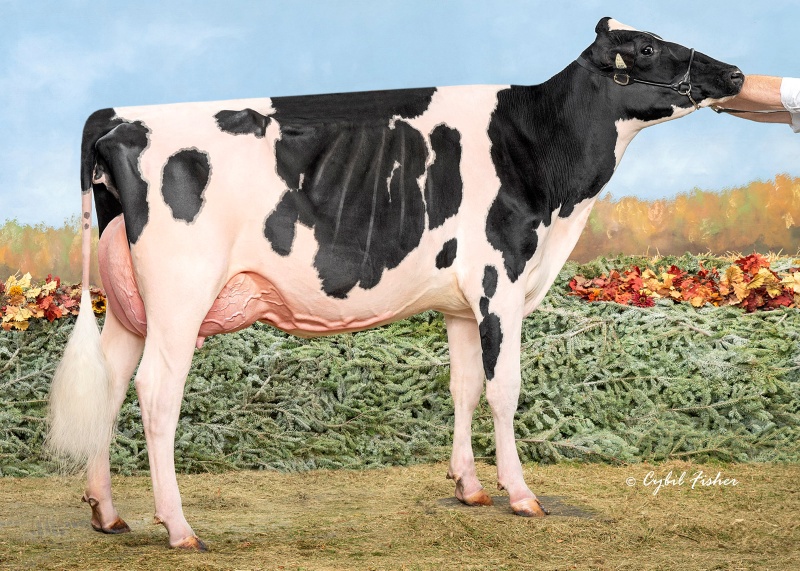 SICY DETECTIVE ADELINE VG-87-2YR
