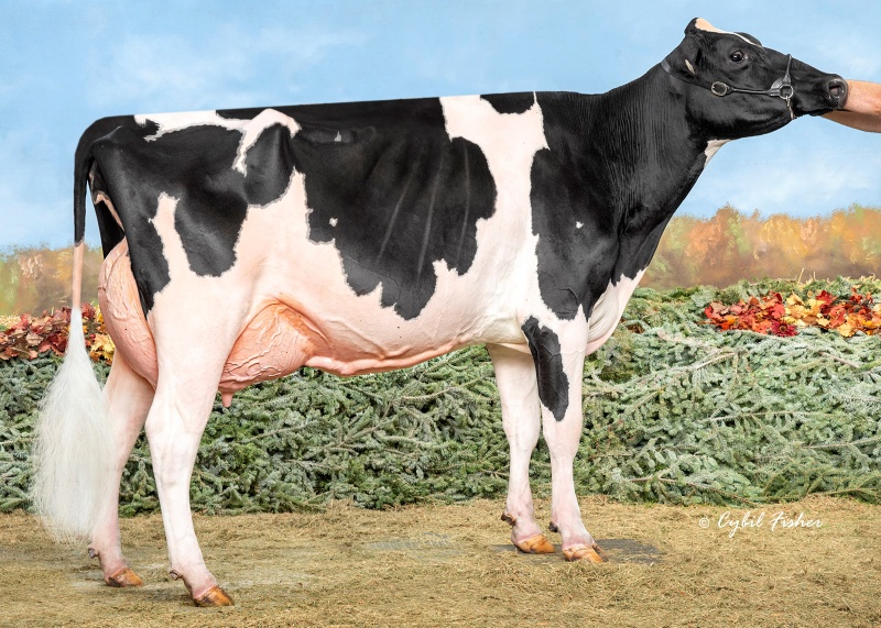 BLONDIN LEGEND LARA VG-89-3YR