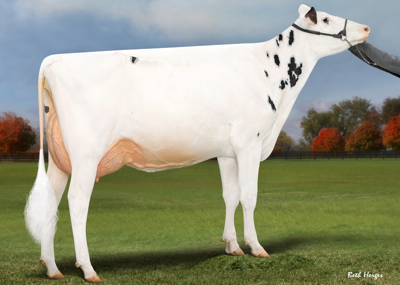 DAM: JACOBS LAMBDA SHAYLA VG-88-2YR