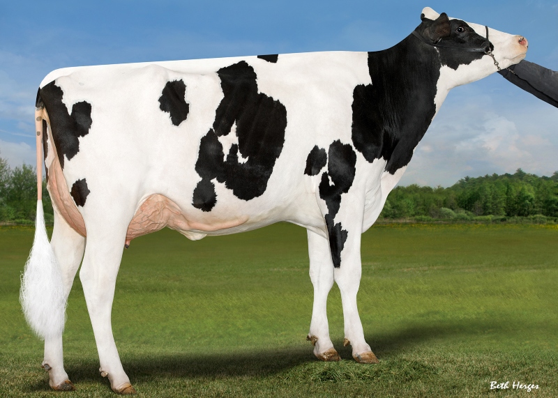 DAM: AOT DOC HOOLIGAN VG-87-2YR