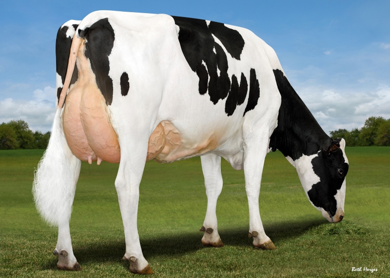 DAM: GENOSOURCE BRENDY 70016 VG-3YR