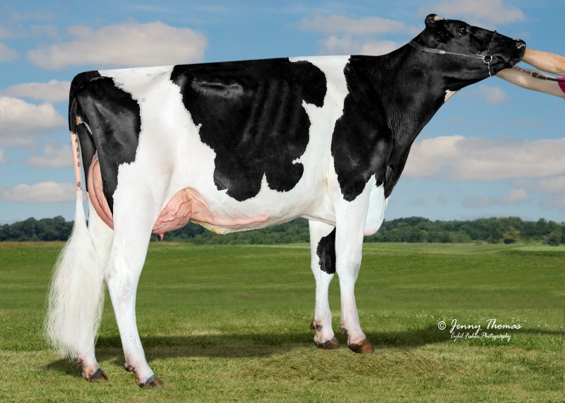 DAM: TERRA-LINDA DOC 794 EX-4YR