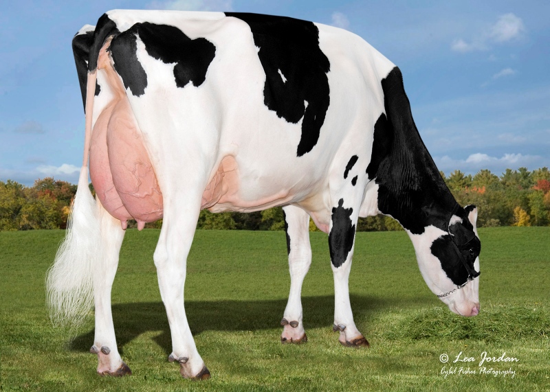 3rd DAM: BUTZ-HILL MAGICAL MISSY EX-94-2E 5*