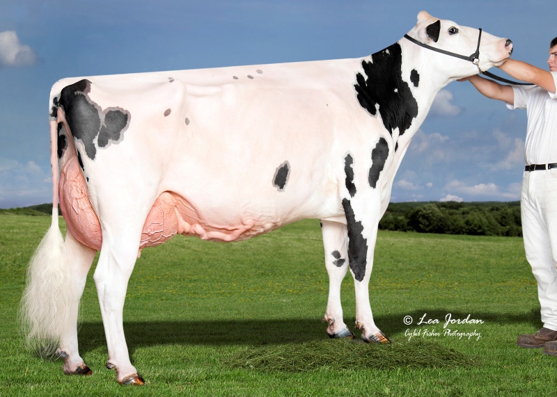3rd DAM: KINGS-RANSOM KB DELICATE EX-93-4YR