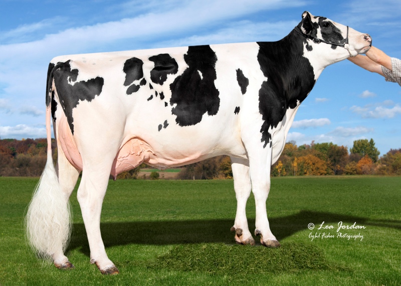 DAM: WELCOME LGACY HELEN VG-88