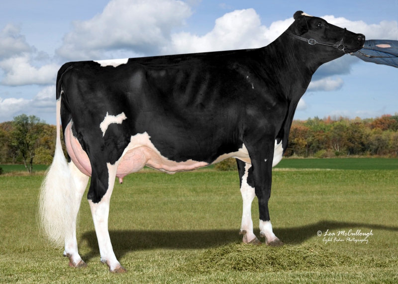 3rd DAM: COOKIECUTTER MOM HALO VG-88-2YR
