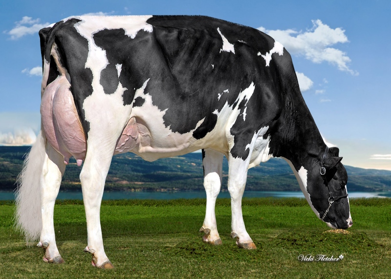 DAM: HAMMING CHIEF SHADE EX-93