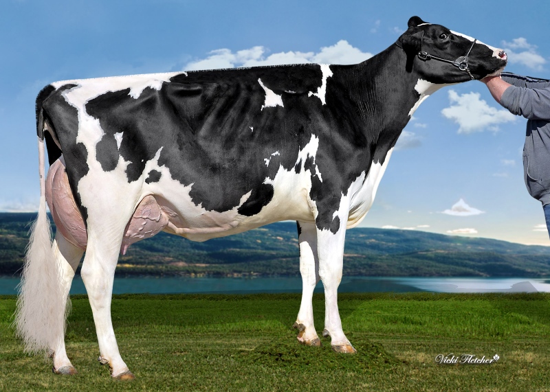 DAM: HAMMING CHIEF SHADE EX-93