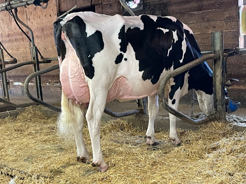 DAM: PROGENESIS BLIZZARD 5323 VG-87-3YR