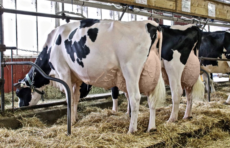 DAM: PROVETAZ ALLIGATOR WALIS EX-92 2*