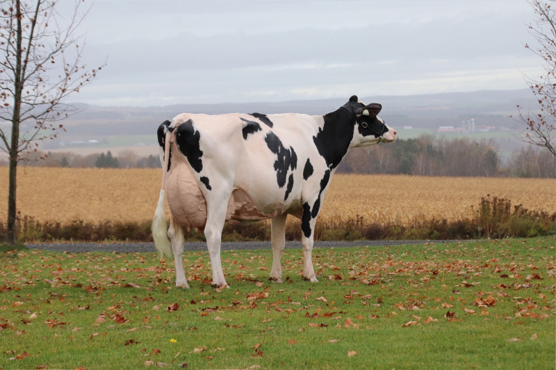 PROVETAZ ALLIGATOR WALIS EX-92 2*