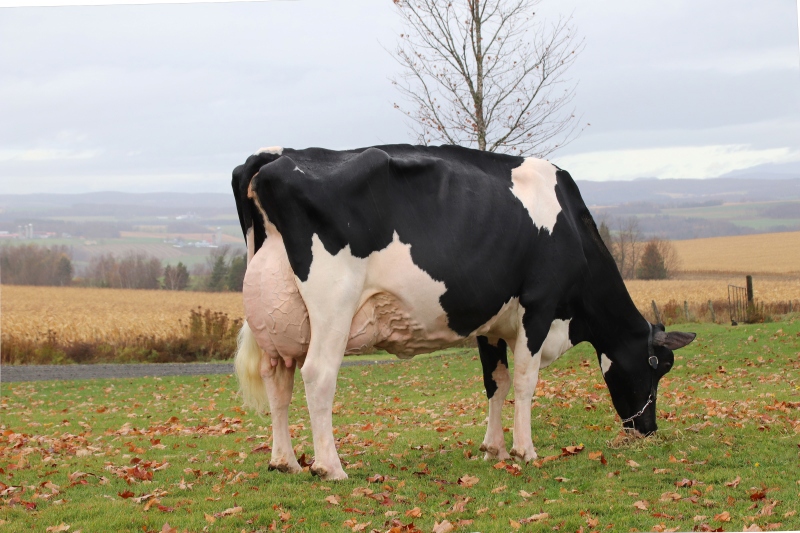 PROVETAZ ENDURE WALERIA EX-93-3E 4*