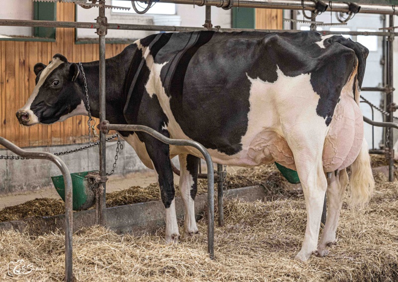 DAM: JACOBS LAMBDA BRIAR EX-95 4*