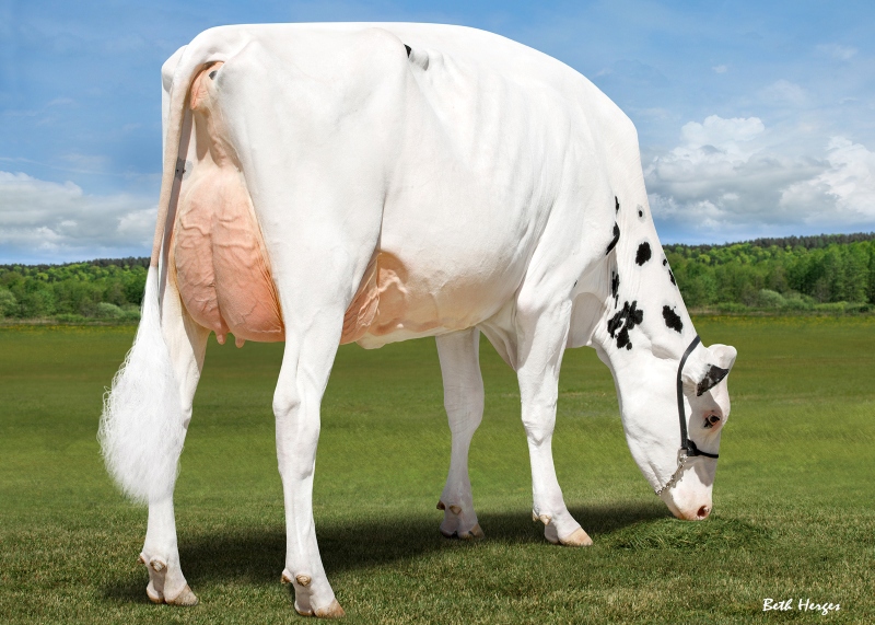 DAM: JACOBS LAMBDA SHAYLA VG-88-2YR