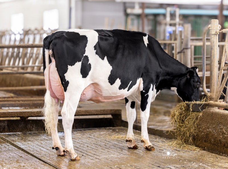 JACOBS THE ROCK LONDON VG-87-2YR