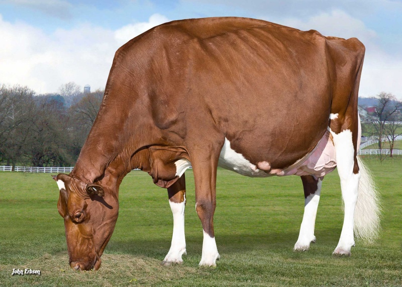 3rd DAM: KWH REGIMENT APPLE-RED EX-96-4E 42*