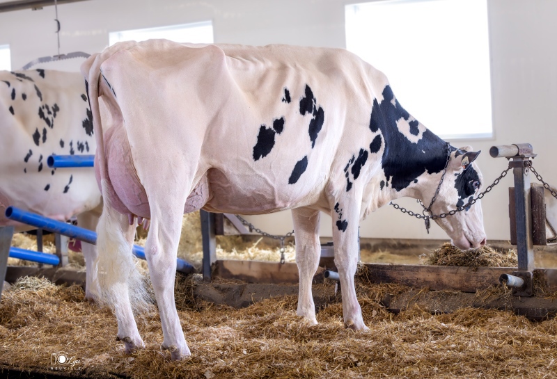 KAROLSTEIN DESTINATION CUBA VG-86-2YR