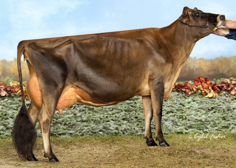 3rd DAM: KENTVILLE KANDY TEQUILA VG-88-2YR