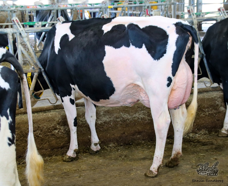 2nd DAM: KINGS-RANSOM HOT DEBBIE VG-2YR 3*