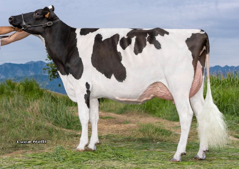 LA PORTEA DRIVEN CORN FLAKES VG-86-2YR