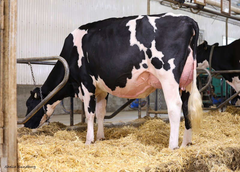 LOVHILL LOYALL KARISMA VG-86-2YR