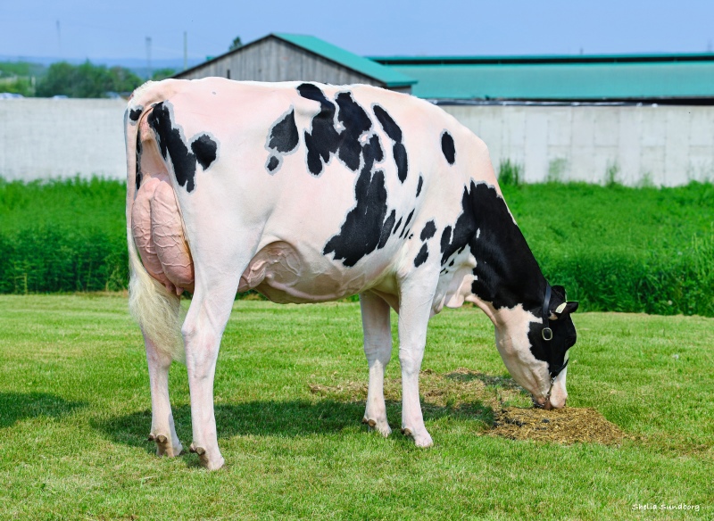 LYSEM LOYALL AUDE VG-88-2YR