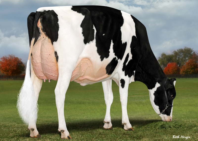 2nd DAM: LADYROSE CAUGHT YOUR EYE EX-95 1*