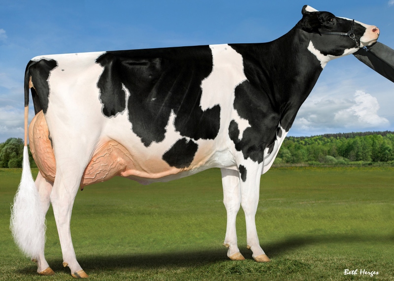 2nd DAM: LADYROSE CAUGHT YOUR EYE EX-95 1*