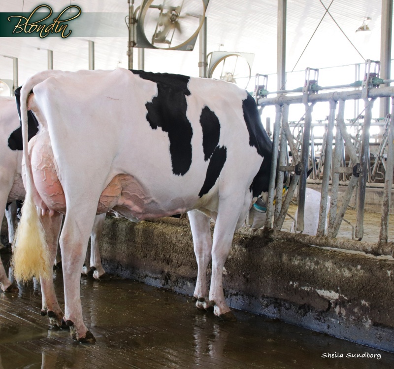 DAM: LARELEVE SIDEKICK 772 VG-89-3YR 2*