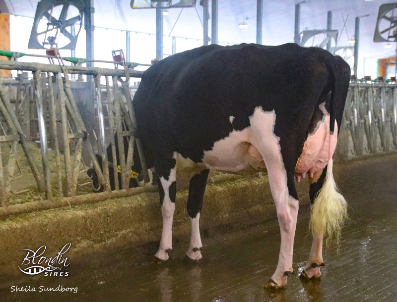 DAM: MOSNANG JACOBY LEGENDAIRY VG-89 3*