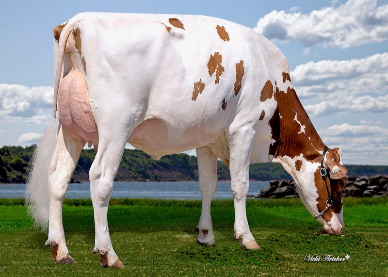 LINDENRIGHT RYDER MOONWALKER P VG-86-2YR