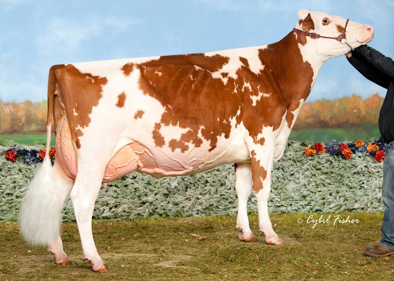 3rd DAM: LOCHDALE SHAQUILLE MISSY EX-93-2E