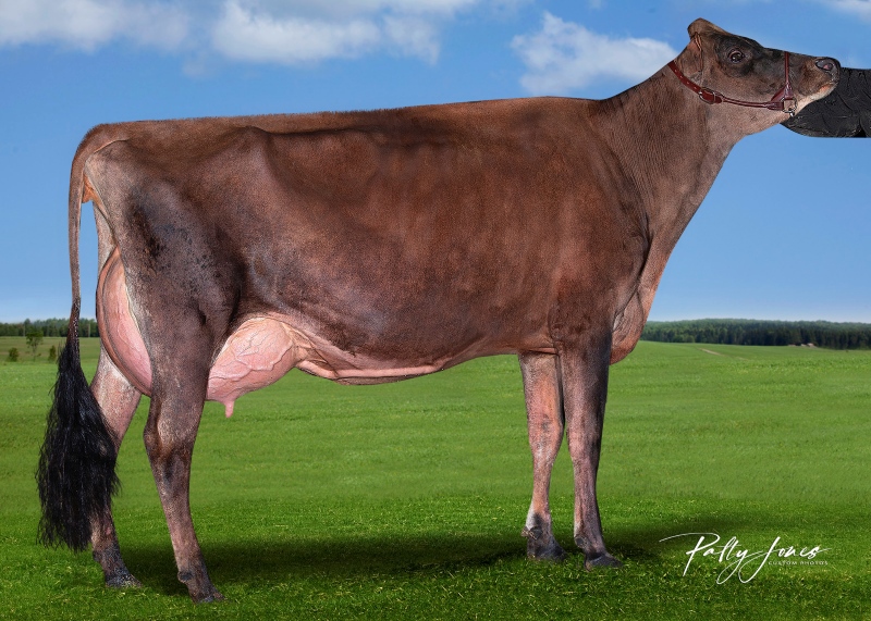 LOTHMANN MAV LIVELY VG-88-3YR