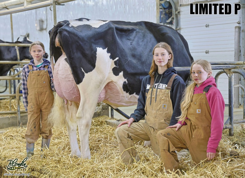 LOVHILL LIMITED P FLAKEY VG-88-3YR