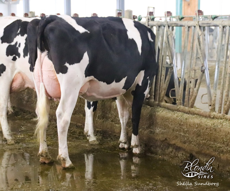 DAM: HYDEN RAMBO LYRIC EX-91-2E