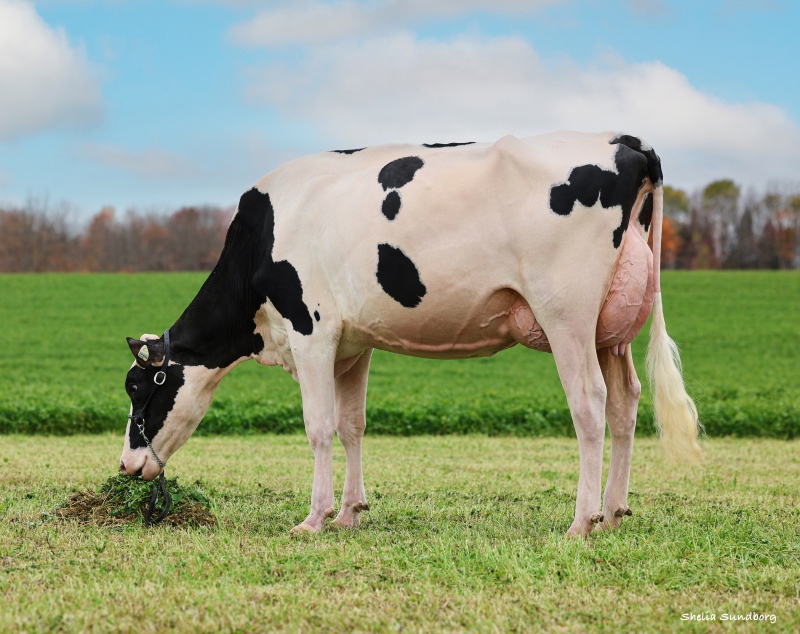 MAGOLAIT DETECTIVE ROLO VG-86-2YR