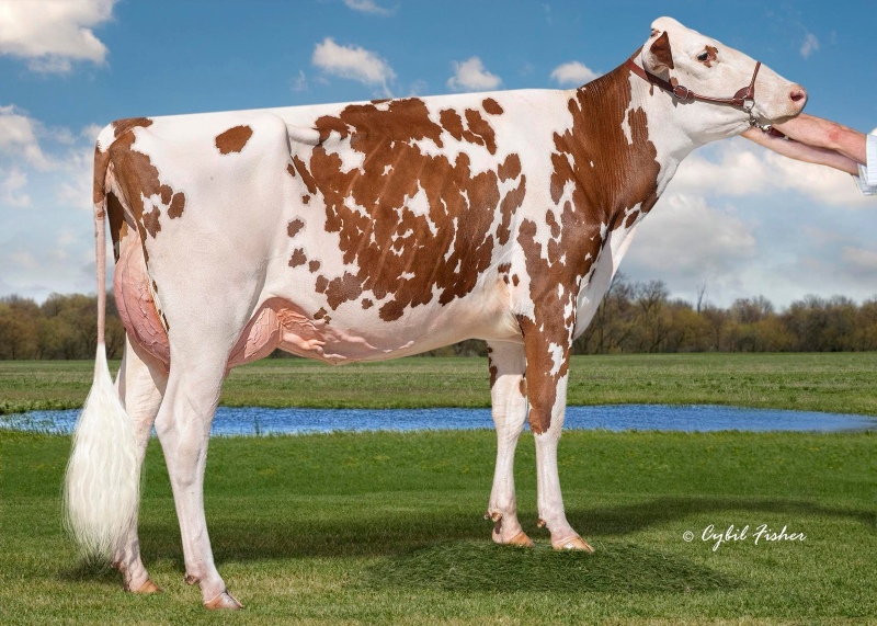 MDHILL-B-T-U ICEBOX-RED VG-87-2YR