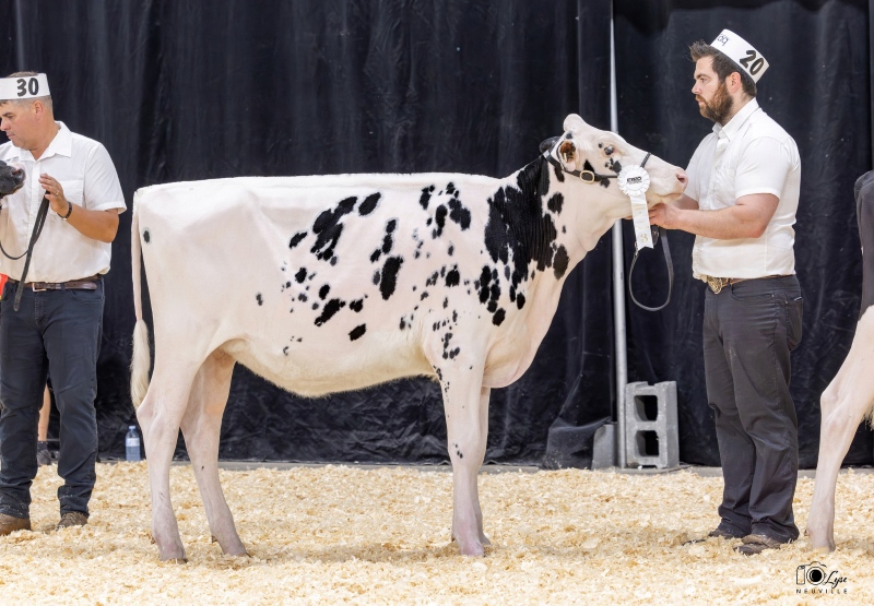 MILIBRO EMPIRE ROSELILAC