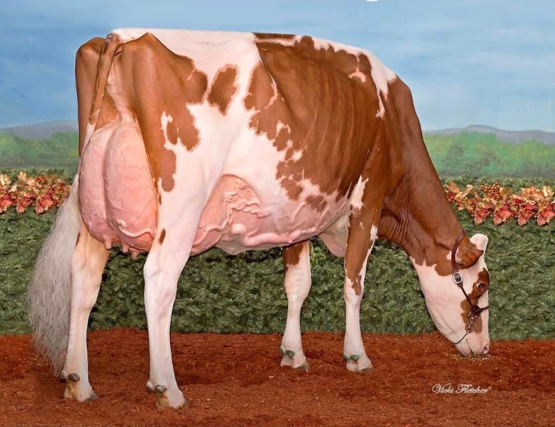 2nd DAM: MISS APPLE SNAPPLE-RED EX-96-2E