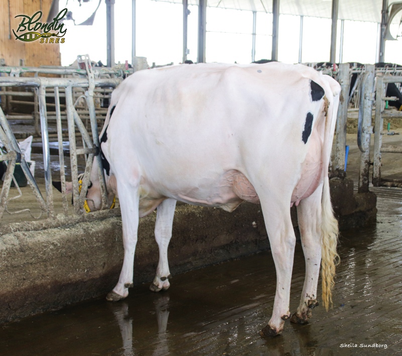DAM: MS BLONDIN CRUSHABULL DEENA VG-86-2YR