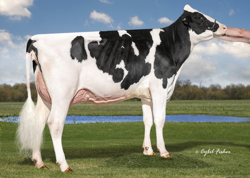 MS KING-RANSOM BELIEVE VG-87-2YR
