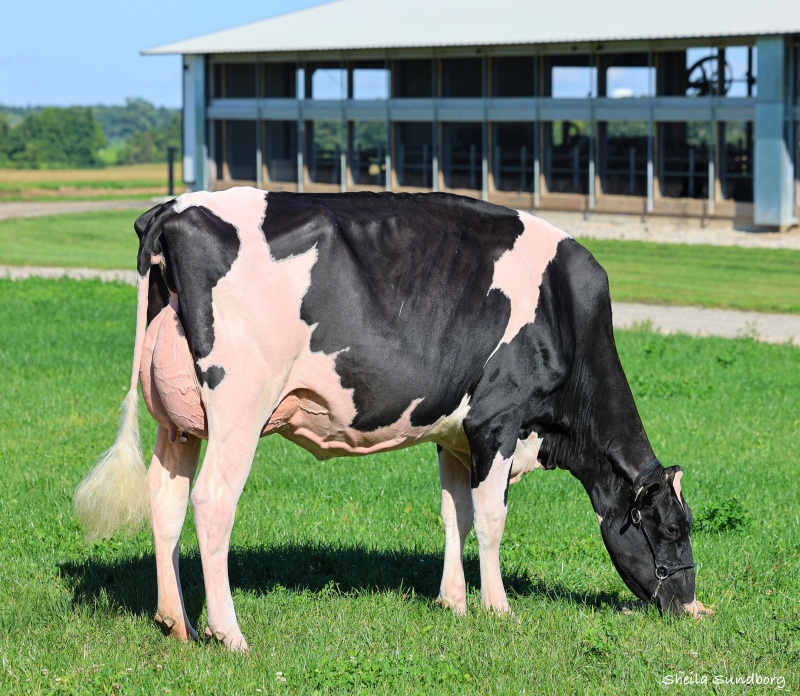 MAPLEKEYS ENERGY JOJO VG-87-2YR